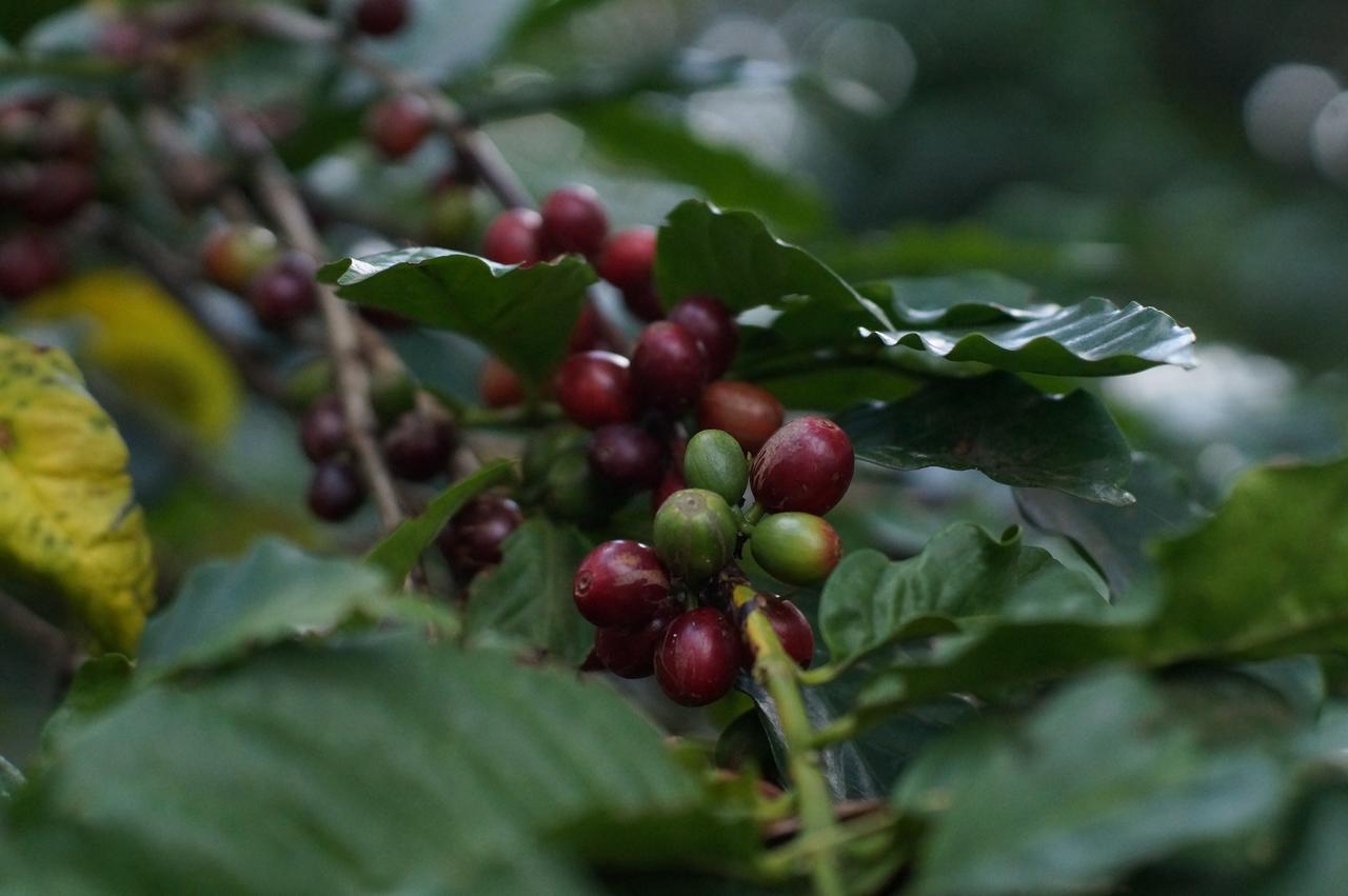 Arusha Villa Karamu Coffee Estate Usa River Dış mekan fotoğraf